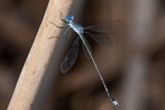 Lestes tridens