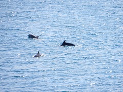 Tursiops truncatus ponticus