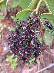 Pachylis pharaonis