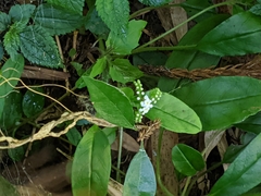 Trigonotis formosana