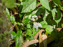 Trigonotis formosana