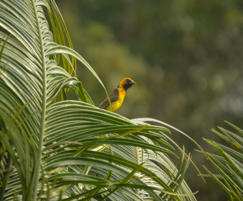 Black-necked Weaver