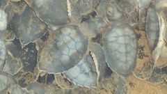 Chelonia mydas