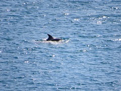 Tursiops truncatus ponticus