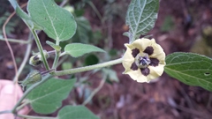 Physalis angustiphysa