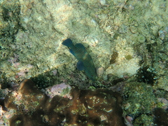 Cephalopholis formosa