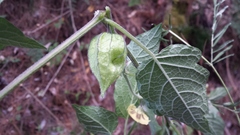 Physalis angustiphysa