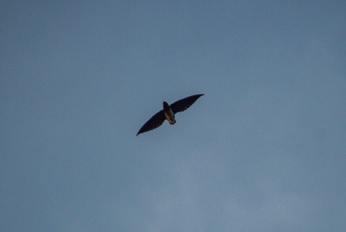 Cassin's Spinetail