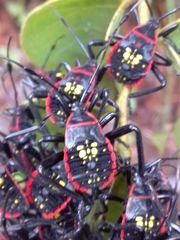 Pachylis pharaonis