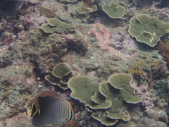 Chaetodon triangulum