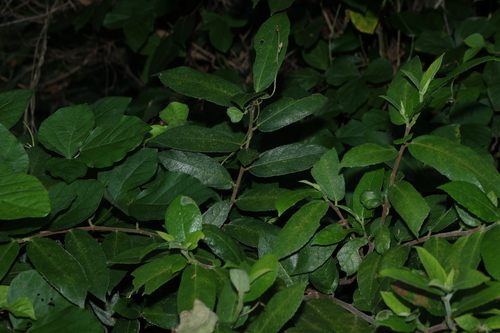 creek sandpaper fig (Ficus coronata)