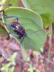 Pachylis pharaonis