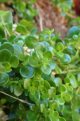 Polycarpon polycarpoides