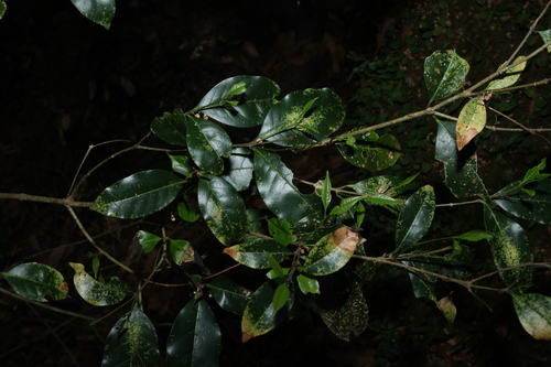 Australian Olive (Olea paniculata)