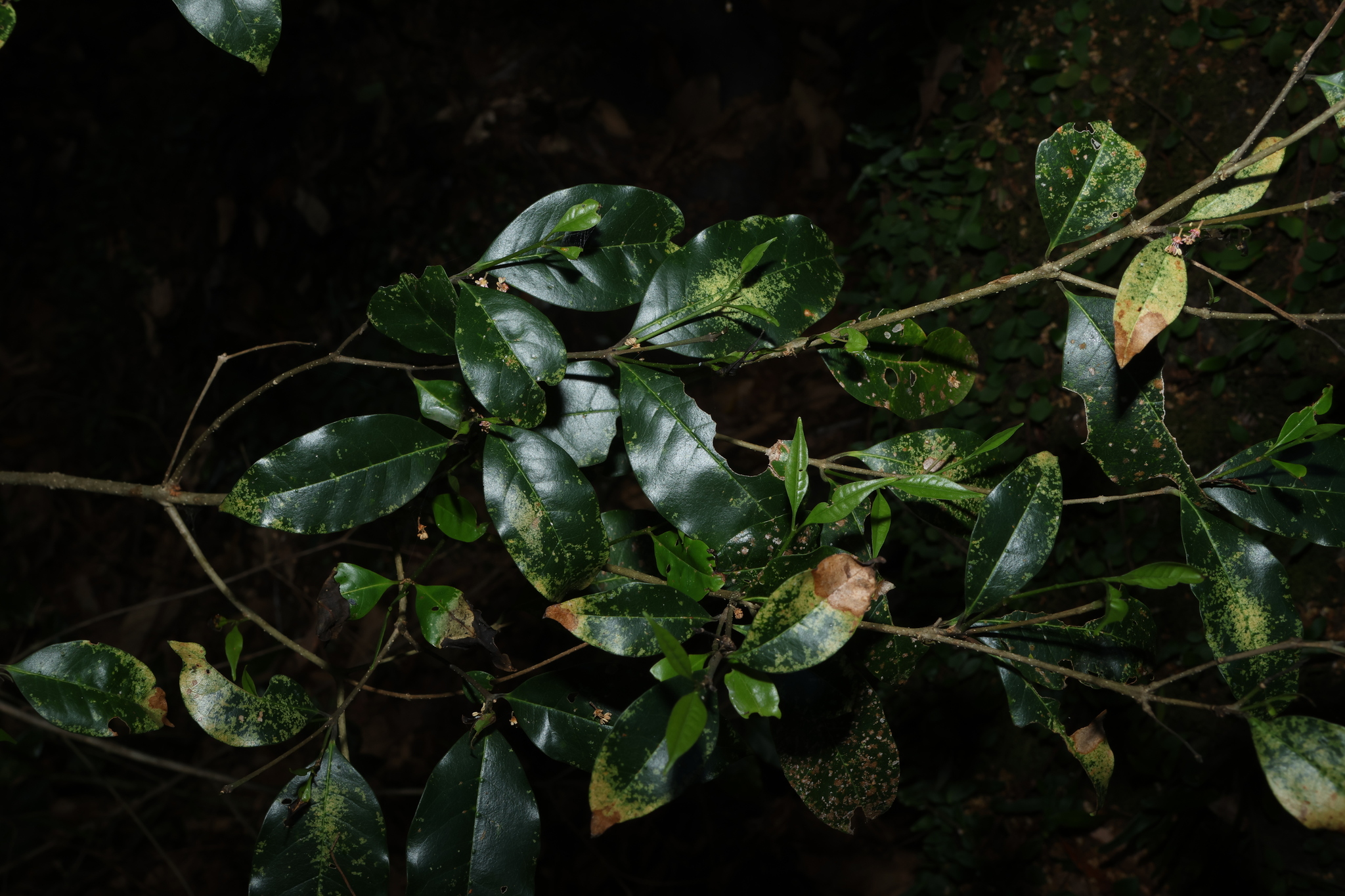 Australian Olive (Olea paniculata)