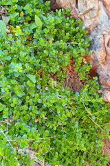 Polycarpon polycarpoides