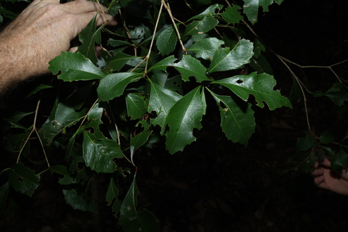 Diamond Pittosporum (Auranticarpa rhombifolia)