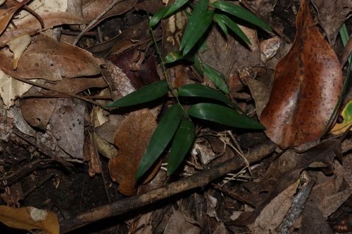 Climbing Lily (Geitonoplesium cymosum)