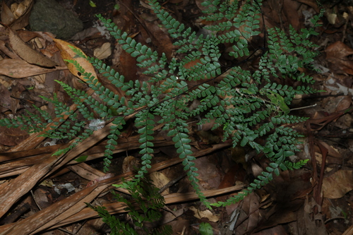 Giant maidenhair fern (Adiantum formosum)