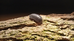 Armadillidium pallasii