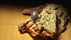 Armadillidium pallasii