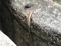 Eutropis