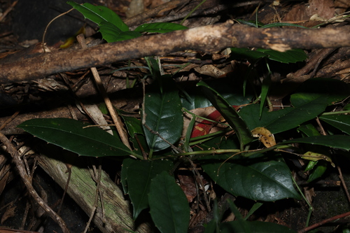 Native Grape (Tetrastigma nitens)