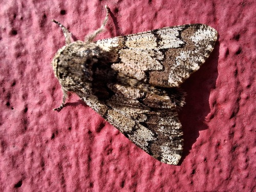 European Oak Beauty