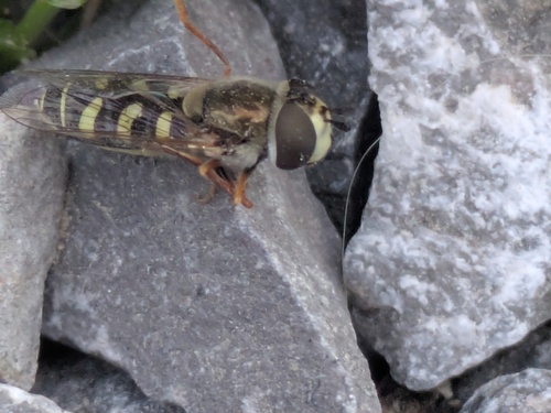 Unknown species found near Independence at the Point, Bluffdale, UT 84065, USA