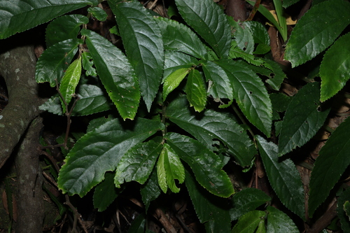Rainforest Spinach (Elatostema reticulatum)