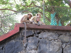 Macaca sinica