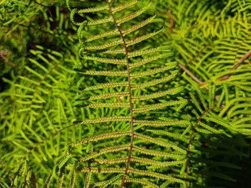 scrambling coral-fern (Gleichenia microphylla)