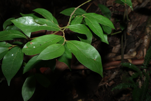 hairy three-veined laurel (Cryptocarya triplinervis)