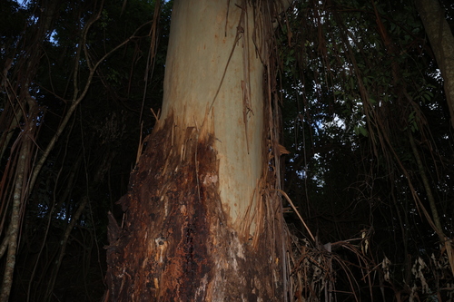 Flooded Gum (Eucalyptus grandis)