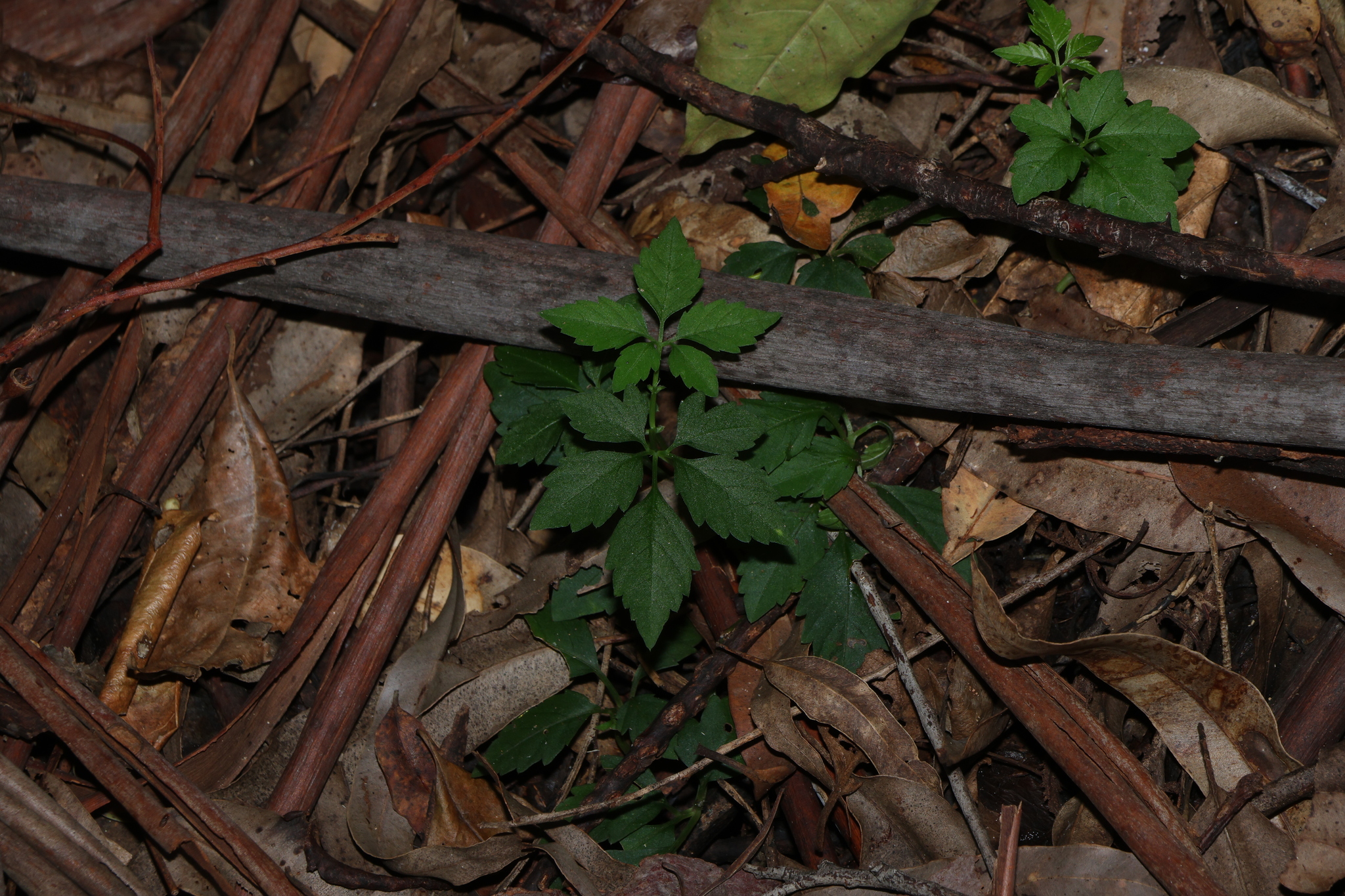 Slender Grape (Causonis clematidea)