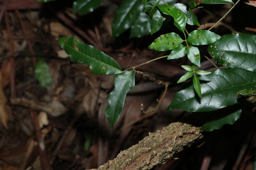 deep yellow wood (Rhodosphaera rhodanthema)