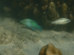 Halichoeres chloropterus