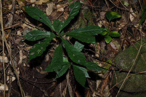 Native Frangipani (Hymenosporum flavum)