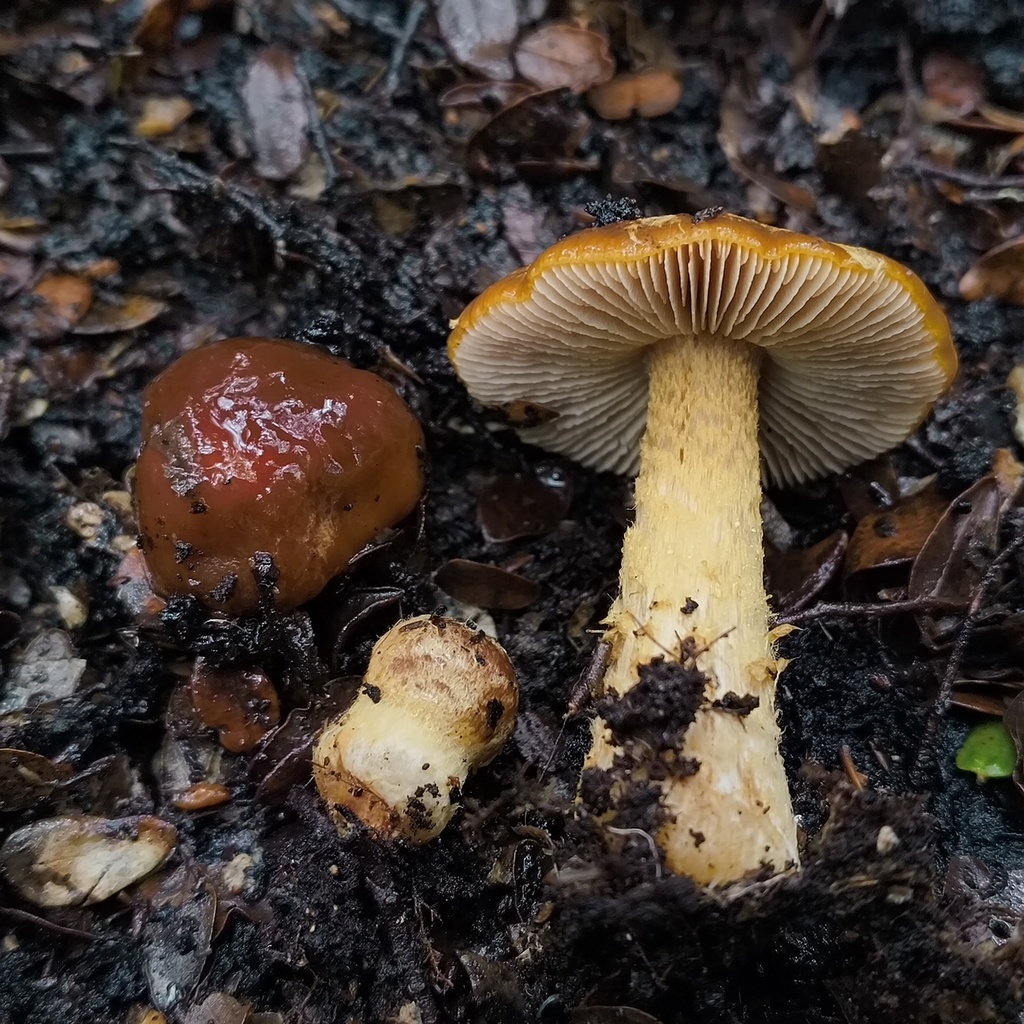 Cortinarius elaiochrous leontis · January 2026 · photo: © zedt (iNaturalist, cc-by)