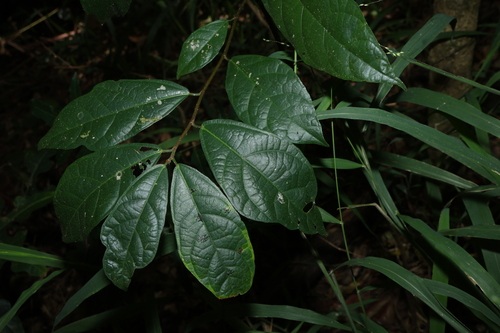 sandpaper fig (Ficus fraseri)