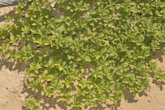 Acanthospermum australe