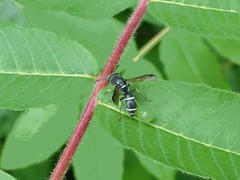 Parancistrocerus pensylvanicus