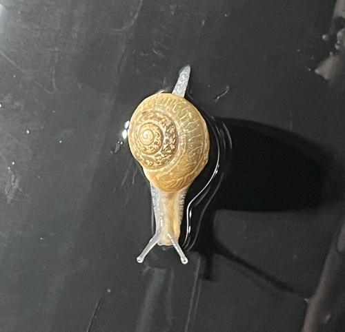 Bradybaena similaris observed 2026-03-21