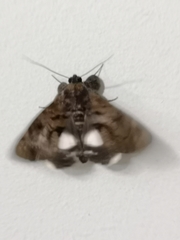 Catephia linteola