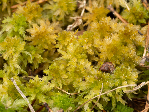 Sphagnum inundatum, 2026-03-20