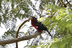 Lybius bidentatus