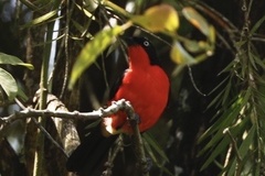 Laniarius erythrogaster