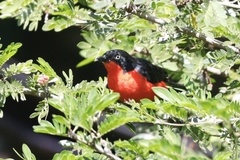 Laniarius erythrogaster