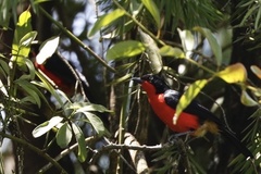 Laniarius erythrogaster