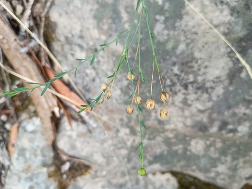 Linum marginale, photograph 4